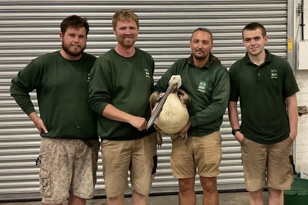 From the left, keepers Jason, Brendan, Khaled and Dan with the rescued pelican.