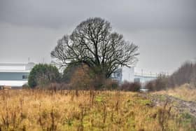 A group of residents from North Ferriby near Hull have been campaigning and protesting against the proposed felling of two 200 year old Oak trees. PIC: James Hardisty