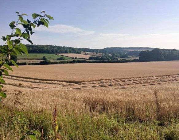 'He will be smiling down': Delight as windfarm near David Hockney's famous Woldgate is refused