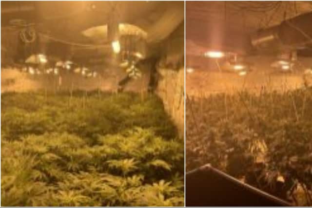 West Yorkshire Police seized over 1,500 large cannabis plants in the raids.