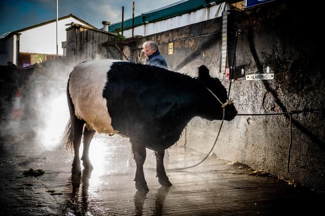 Farmer Paul Atkinson, of Briercliffe, near Barnsley, washes out his Belted Galloway ahead of the start of the third day of showing. Picture By Yorkshire Post Photographer,  James Hardisty. Date: 13th July 2023.
