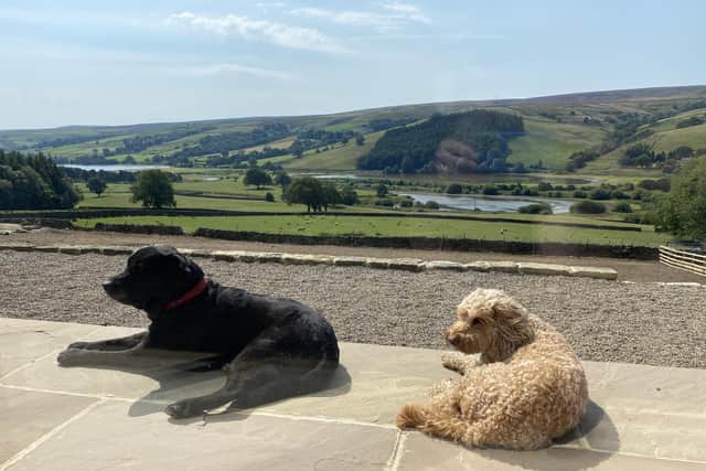 The family dogs soaking up the sun on the terrace overlooking the reservoir