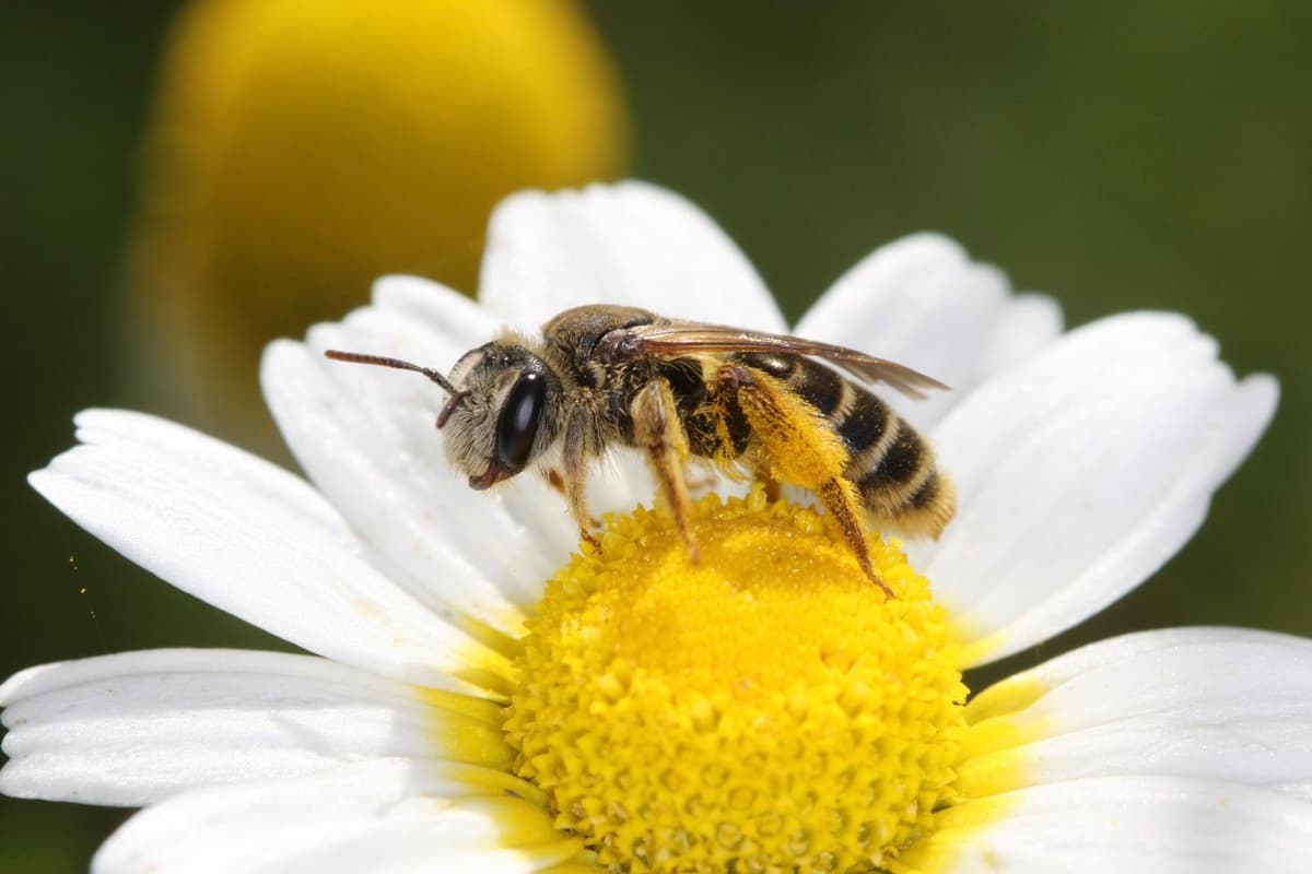 Why Yorkshire farmers can’t afford to ignore pollination any longer - ...