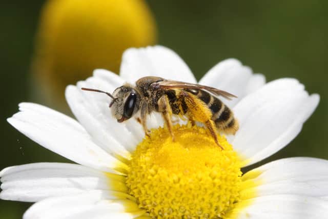 Pollinators such as bees are declining. PIC: Eric Leglise/PA Wire