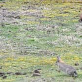 Birdwatcher Paul Willoughby photographed the pine marten hunting rabbits at Spurn Point - one of the few times one of the elusive mammals has ever been caught on camera in daylight hours