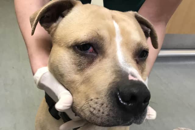 Adam Wardle was caught on CCTV punching and kicking the three-year-old tan mastiff cross, called Bobby, before continuing his cowardly attack by using a mop handle on the canine.