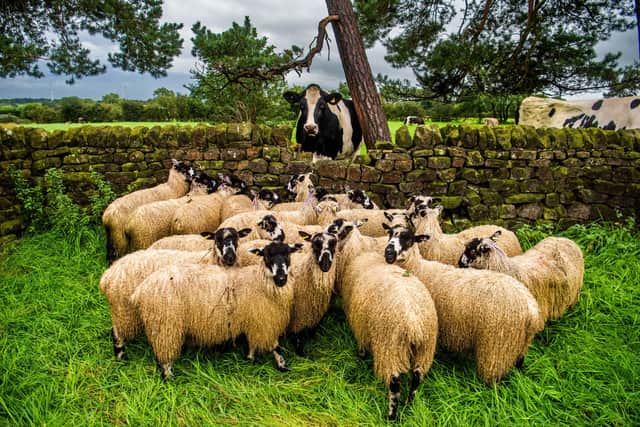 Masham Gimmer Lambs flock together at the edge of a field near Harrogate. (Pic credit: James Hardisty)