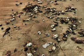 Thousands of dead crabs and lobsters began washing ashore between Hartlepool and Whitby in October 2021.