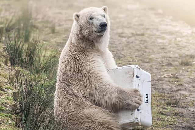 Gabriella Dooey took this photo of Polar Bear at Yorkshire Wildlife Park, testing out his ultra durable chiller.