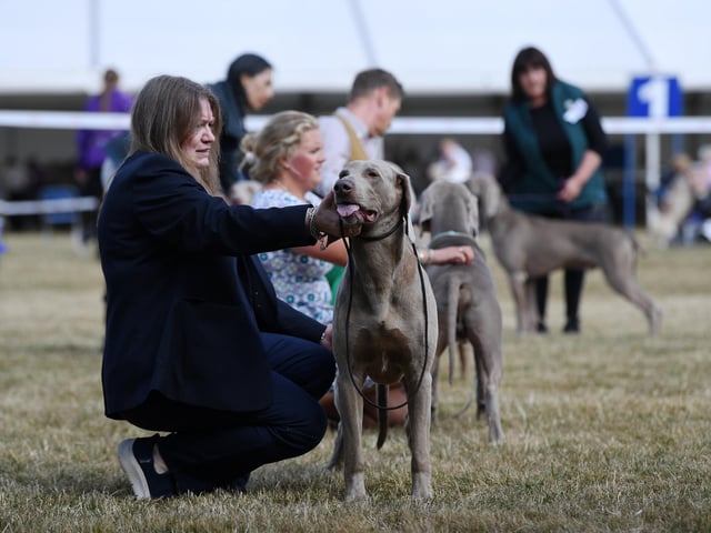 Judging of the Weimaraners