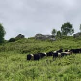 The National Trust have introduced cattle to the moorland at Brimham Rocks, North Yorkshire as an important part of the site’s moorland management plan.
