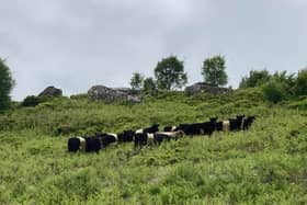 The National Trust have introduced cattle to the moorland at Brimham Rocks, North Yorkshire as an important part of the site’s moorland management plan.