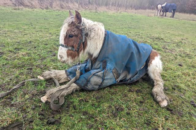 Cricket the foal in a terrible condition