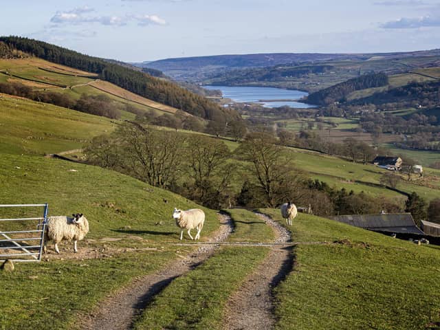 Sheep graze above Lofthouse looking down onto Gouthwaite Reservoir deep in Nidderdale near Pateley Bridge in North Yorkshire. NFU Mutual and The National Sheep Association have issues warning and fears about dog attacks over Easter.
Picture Tony Johnson