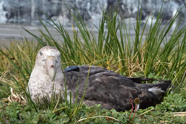 One of PathTrack and Addition Design’s plastic housings on a Southern Giant Petrel. Photo by Richard Phillips.