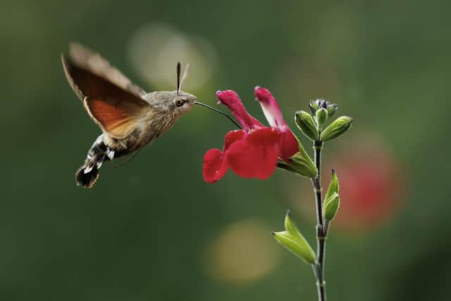 A hummingbird hawk moth pollinating a salvia. The tiny creatures have started to over winter in the North.