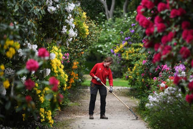 National Trust gardener Helen Lindley with the rhododendrons at Wentworth Castle Gardens.
Photographed by Yorkshire Post photographer Jonathan Gawthorpe.