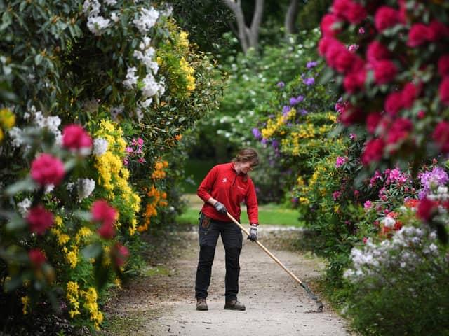 National Trust gardener Helen Lindley with the rhododendrons at Wentworth Castle Gardens.
Photographed by Yorkshire Post photographer Jonathan Gawthorpe.