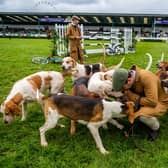 Bedale Hunt's hounds in the main ring at the Great Yorkshire Show.