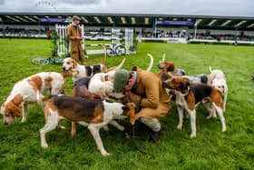 Bedale Hunt's hounds in the main ring at the Great Yorkshire Show.