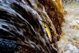 Atlantic salmon tackle Stainforth Force near Settle as they migrate upstream to their spawning grounds in the River Ribble. Photograph Tony Johnson.