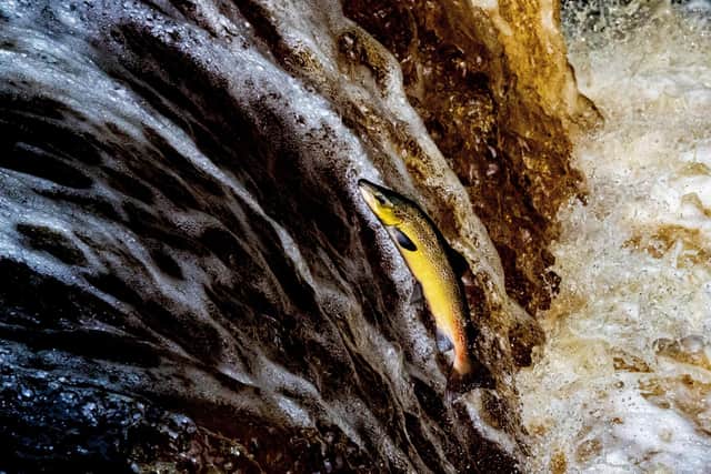 Atlantic salmon tackle Stainforth Force near Settle as they migrate upstream to their spawning grounds in the River Ribble. Photograph Tony Johnson.
