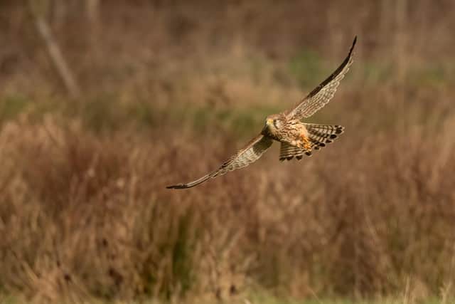 Bird of prey sightings on a North York Moors estate have risen to record levels. Kestrel numbers have continued their trend of recovery from around 150 sightings in 2018 to
567 sightings in 2022 at Spaunton Estate.