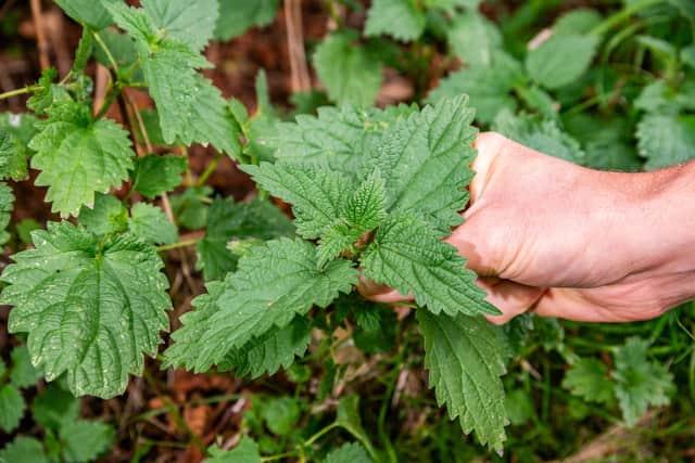 Forager James Hill, hand picking nettles. Picture: James Hardisty.