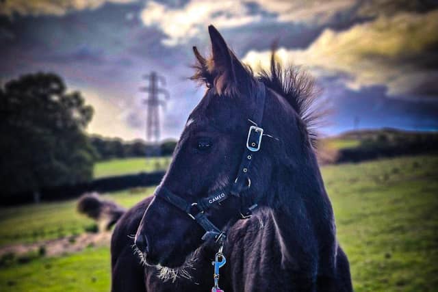 King, a fledgling foal, was spooked by fireworks into an accident that claimed his life