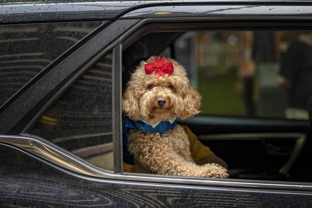Dog experts have shared travel tips for families with pets. (Pic credit: Ezra Acayan / Getty Images)