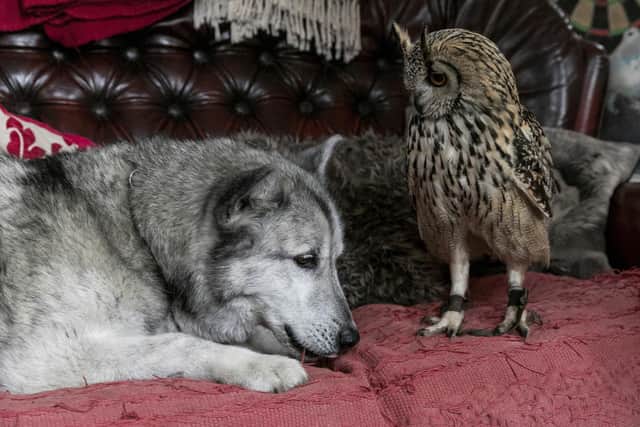 Blue with Frankie the bengal eagle owl