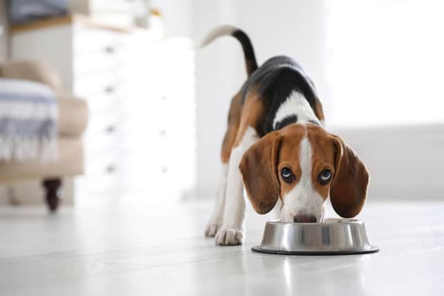 Principles has been appointed by pet food start-up Good Dog Food, to help launch the first cultivated meat product for cats and dogs in Europe, starting with the UK market.