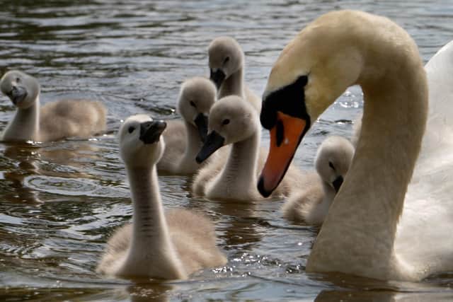 Swan Cygnets Explore and Hitch a Ride