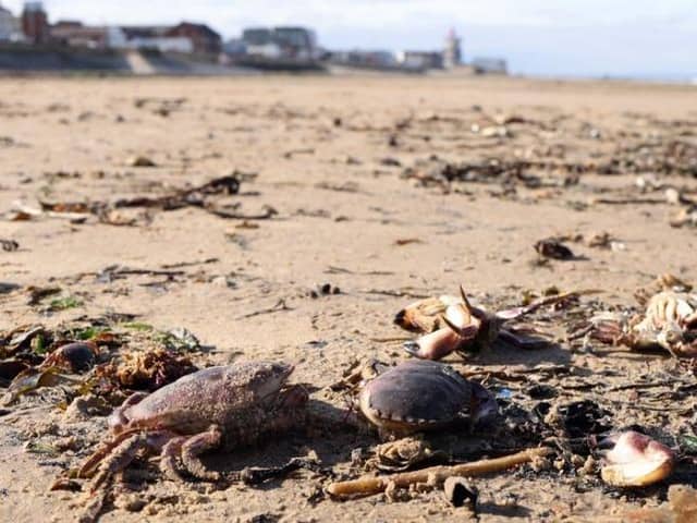 Dead crabs washed up on the beach at Redcar.