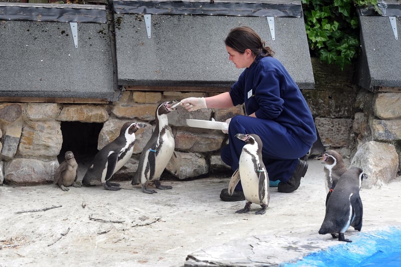 Harewood House bird garden conservation officer Celine Kerouanton feeds penguin parents Geoff and mum Minnie with their nine week old chick in 2013