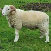 Whitefaced Woodland sheep have served the people, landscapes and environment of Yorkshire and the commoners of the Yorkshire Dales for centuries