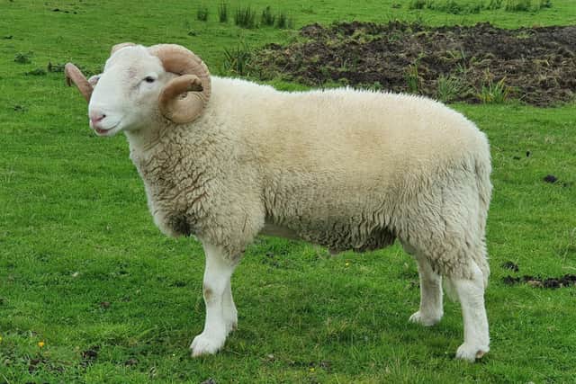 Whitefaced Woodland sheep have served the people, landscapes and environment of Yorkshire and the commoners of the Yorkshire Dales for centuries