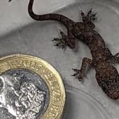 The baby gecko was found in a suitcase in West Yorkshire