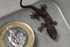 The baby gecko was found in a suitcase in West Yorkshire