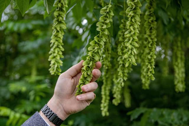 The seeds of the Chinese Wingnut tree, the only one of its  kind in Yorkshire found growing in the Arboretum at Burton Constable Holiday Park photographed for the Yorkshire Post by Tony Johnson.