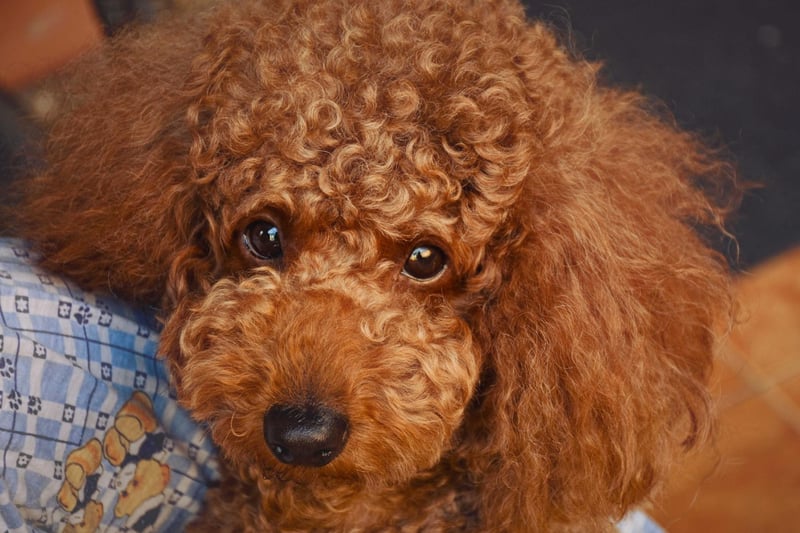 Although the Continental look may be best known, there are many trims which are now accepted on a poodle. The teddy bear look (pictured) is one of the most recent (and adorable) styles but there is also the clown cut, New Yorker trim, lamb trim, puppy cut, and many more.