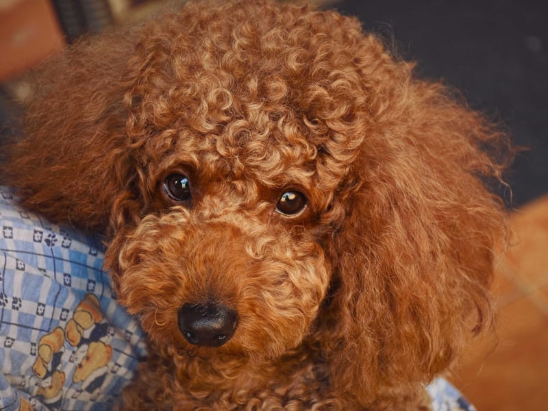 Although the Continental look may be best known, there are many trims which are now accepted on a poodle. The teddy bear look (pictured) is one of the most recent (and adorable) styles but there is also the clown cut, New Yorker trim, lamb trim, puppy cut, and many more.