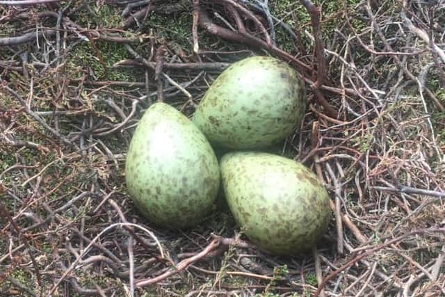 The largest translocation of curlew eggs ever undertaken begins this week, with 120 eggs due to be transported from the Yorkshire Dales to the south of England to help expand the breeding range of this endangered species.