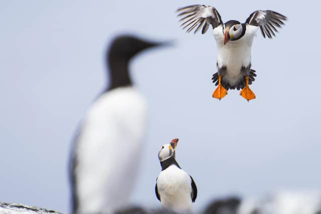 Atlantic puffin Fratercula arctica, bird in flight with another observing and out of focus Guillemot Uria aalge.
Katie Nethercoat