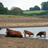 Cattle drink from the depleted waters of Foulridge upper reservoir, near Colne, Lancashire on what was the hottest day ever recorded in the UK, Tuesday 19 July 2022. The picture is in contrast to the lush scenes recorded yesterday (Monday) (SEE ACCOMPANYING PICTURES) at the same spot showing a nearly full reservoir surrounded by green countryside, belying the prolonged dry weather which has seen drought declared in all but four England and Wales regions.