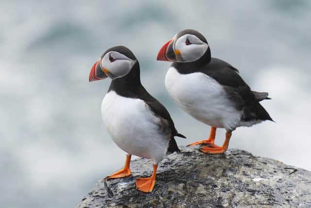 Pair of Atlantic puffin (Fratercula arctica) resting on a ledge at the top of a cliff.