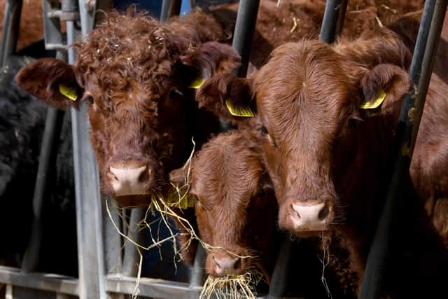 A general view of cattle at a Yorkshire farm. PIC: Simon Hulme