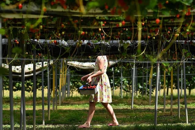 A member of the public picks strawberries. (Pic credit: Ben Stansall / Getty Images)