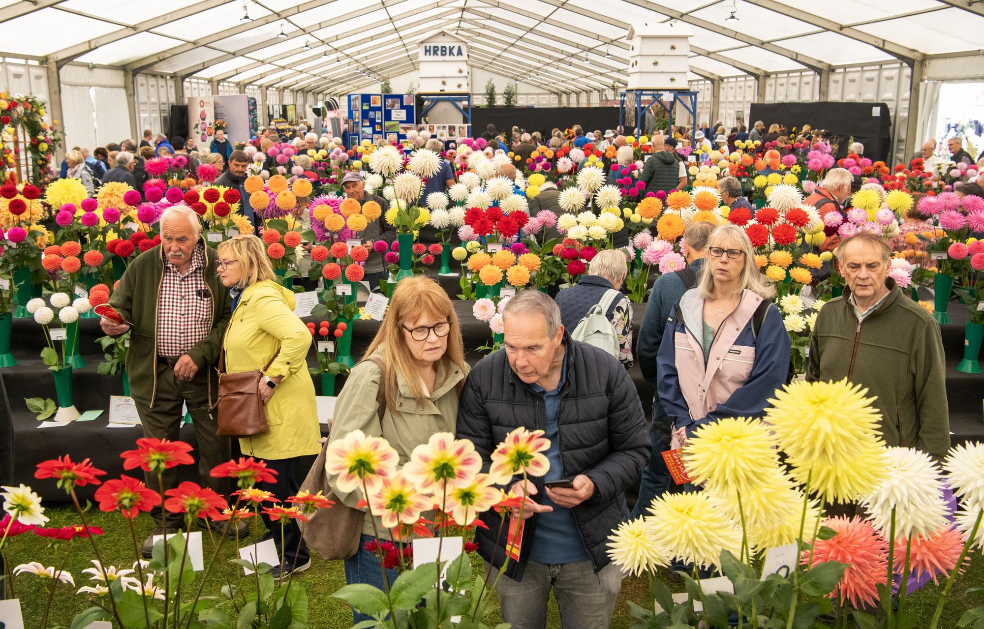 Herbstliche Harrogate Blumenschau in Newby Hall: Erste Bilder vom ersten ...