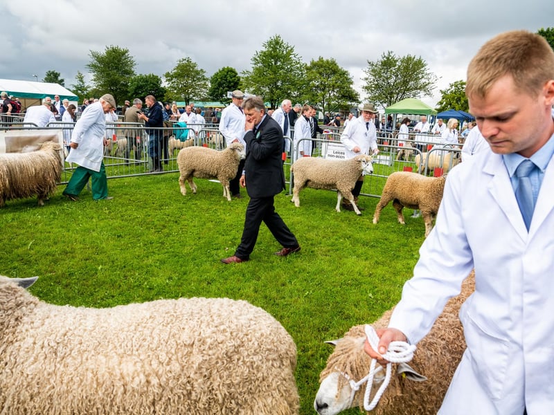 John Wrexham, juding the Leicester Longwool class